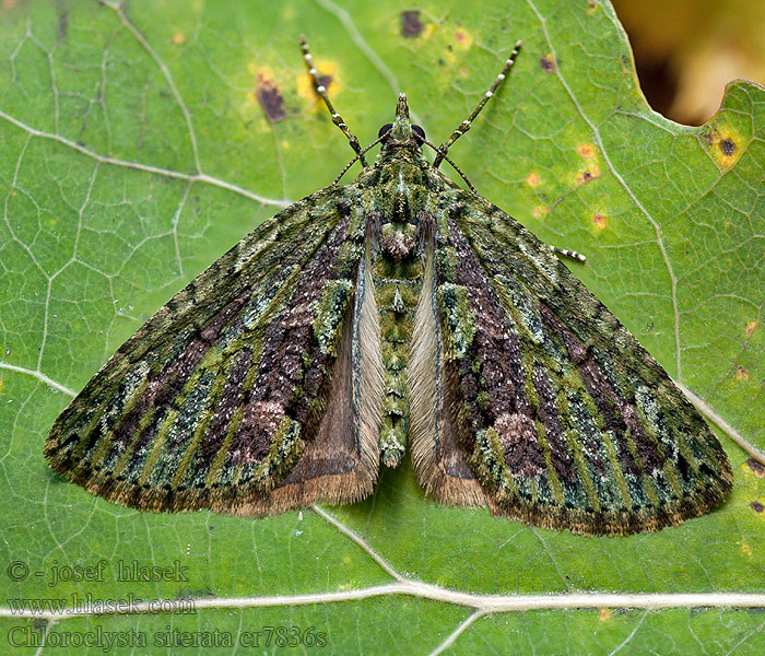 Olivgrüner Linden-Blattspanner Chloroclysta siterata