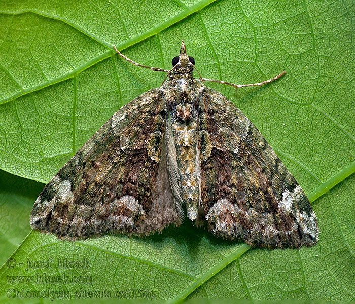 Red-green Carpet Piadivka lipová Chloroclysta siterata