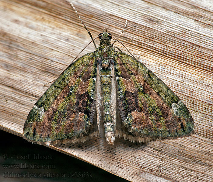 Piadivka lipová Chloroclysta siterata