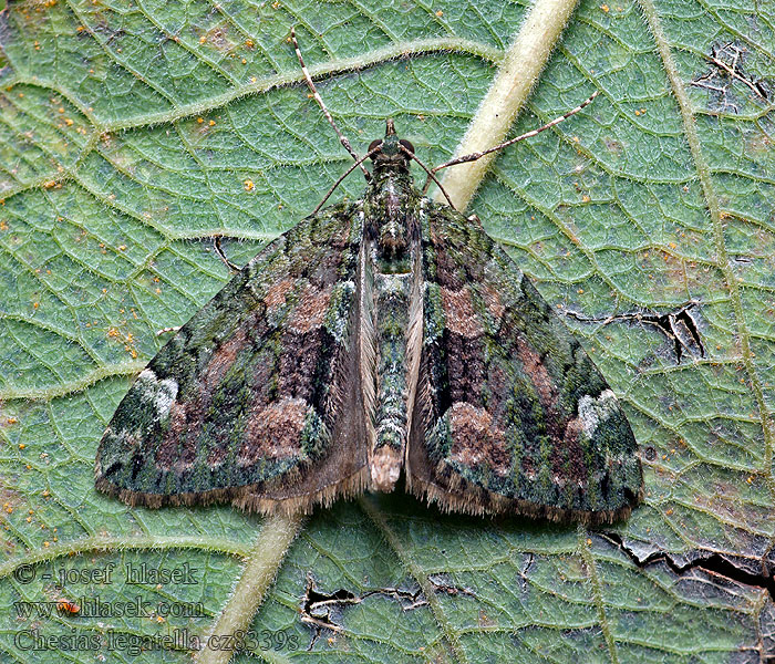 Chloroclysta siterata