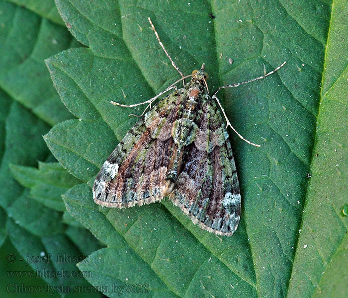 Mørk irrmåler Chloroclysta siterata