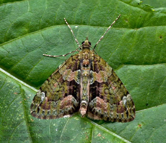 Chloroclysta siterata