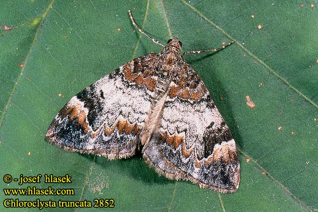 Chloroclysta truncata Common Marbled Carpet Winkelband-Blattspanner