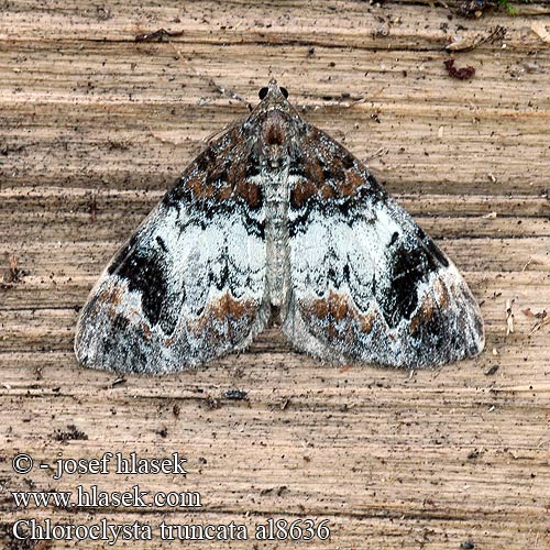 Chloroclysta truncata Common Marbled Carpet Winkelband-Blattspanner