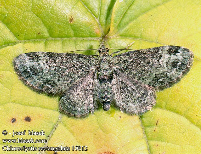 Chloroclystis rectangulata 10812