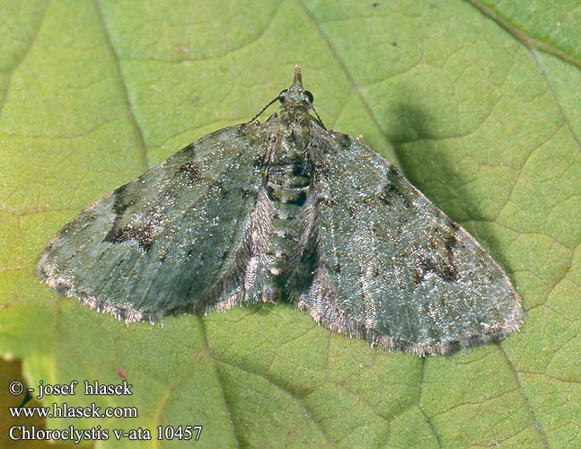 Chloroclystis v-ata Chloroclysta Palika zelen V-Pug