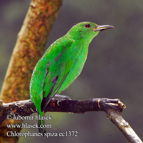 Chlorophanes spiza Květomil černohlavý Sorthovedet Honningsuger Kappennaschvogel Kappen-Naschvogel Black-crowned Honeycreeper Green Honeycreeper Mielero Verde Turkoosimesitangara Chlorophane émeraude Guit-guit Clorofane verde Mielero ズグロミツドリ Groene Suikervogel Grønnhonningkryper Seledynek Bico-doce Sal-verde Saí-verde