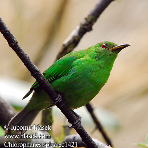 Kappennaschvogel Kappen-Naschvogel Black-crowned Honeycreeper Green Honeycreeper Mielero Verde Turkoosimesitangara Chlorophane émeraude Guit-guit Clorofane verde Mielero ズグロミツドリ Groene Suikervogel Grønnhonningkryper Seledynek Bico-doce Sal-verde Saí-verde Chlorophanes spiza Květomil černohlavý Sorthovedet Honningsuger