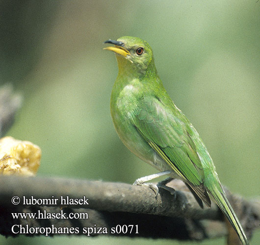 Mielero Verde Turkoosimesitangara Chlorophane émeraude Guit-guit Clorofane verde Mielero ズグロミツドリ Groene Suikervogel Grønnhonningkryper Seledynek Bico-doce Sal-verde Saí-verde Chlorophanes spiza Květomil černohlavý Sorthovedet Honningsuger Kappennaschvogel Kappen-Naschvogel Black-crowned Honeycreeper Green Honeycreeper