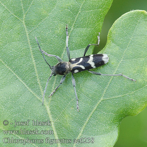 Chlorophorus figuratus Schulterfleckige Widderbock