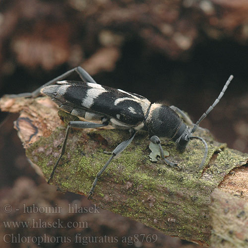 Chlorophorus figuratus ag8769