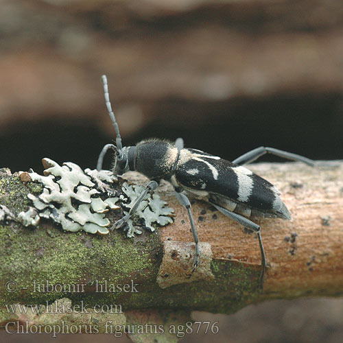 Chlorophorus figuratus ag8776