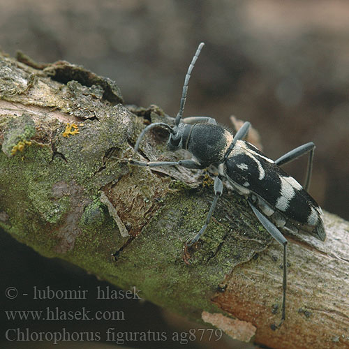 Chlorophorus figuratus ag8779