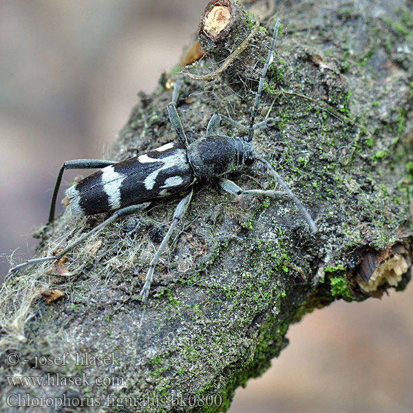 Chlorophorus figuratus Schulterfleckige Widderbock