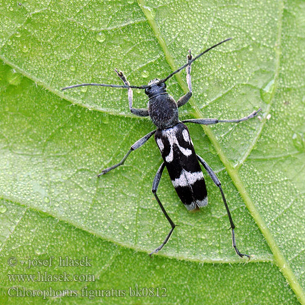 Schulterfleckige Widderbock Chlorophorus figuratus