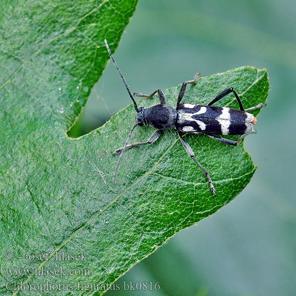 Schulterfleckige Widderbock Chlorophorus figuratus