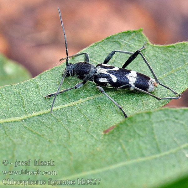 Schulterfleckige Widderbock Chlorophorus figuratus