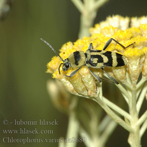 Chlorophorus varius Wespenbok Variabler Widderbock Clyte vari