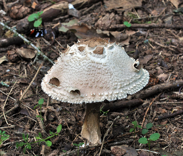 Chlorophyllum brunneum Macrolepiota venenata Bedla zahradní