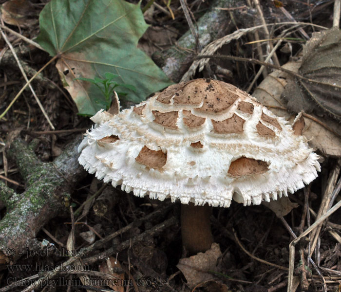 Chlorophyllum brunneum Gerandetknolliger Garten-Safranschirmling