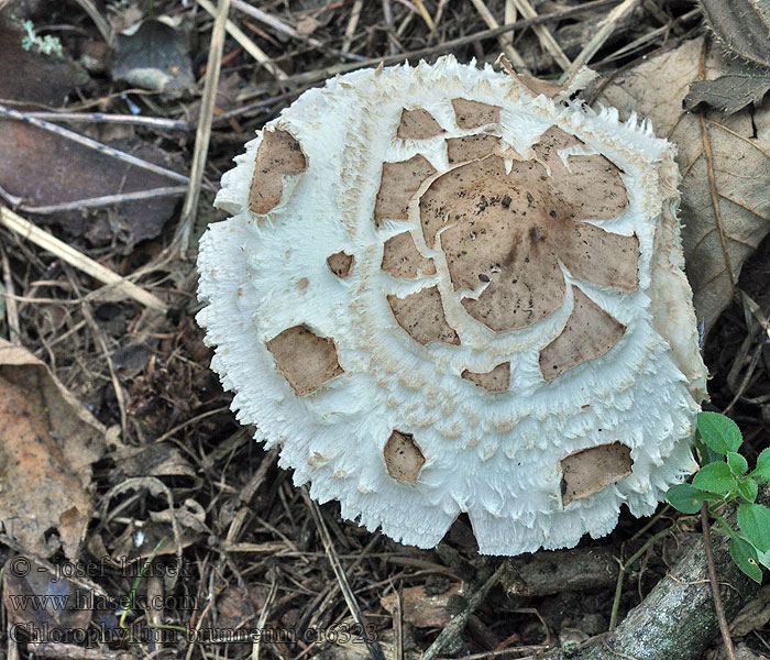 Chlorophyllum brunneum Czubajka czerwieniejąca ogrodowa