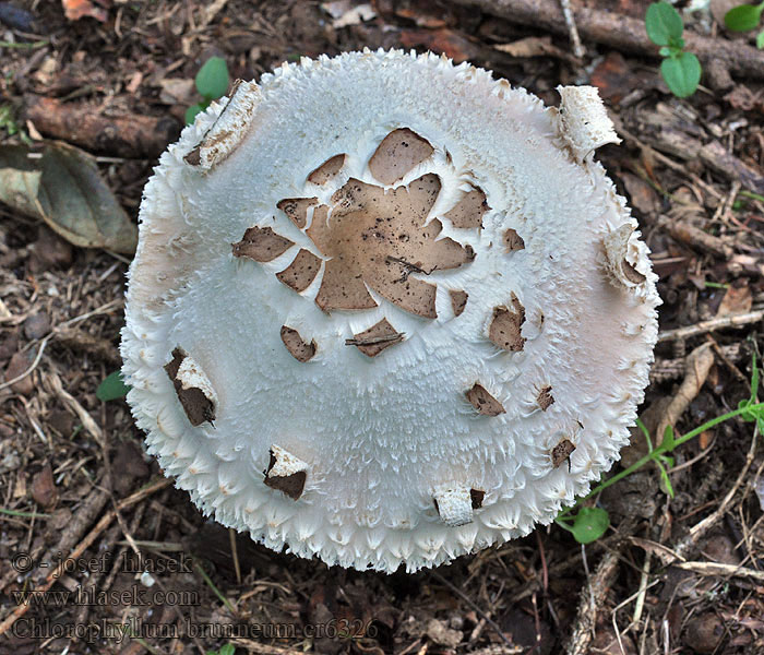 Chlorophyllum brunneum Bedľa červenejúca záhradná Giftig Rabarberhat