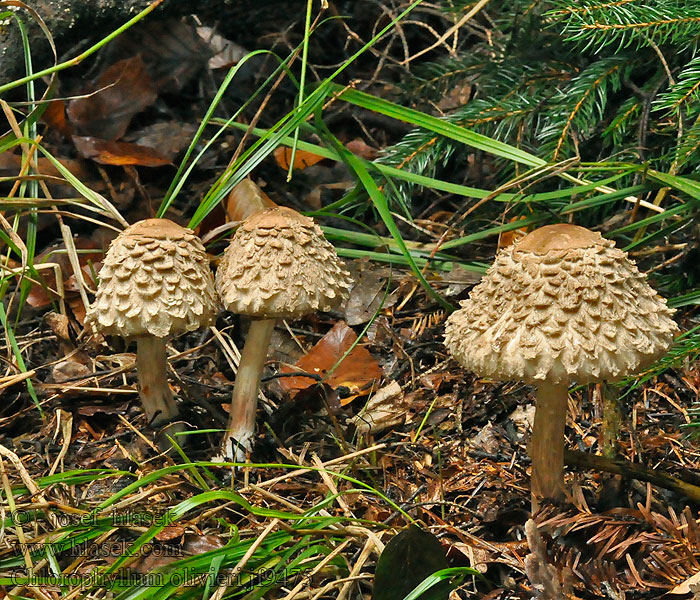 Chlorophyllum olivieri Bedla šedohnědá Olivbrauner Safranschirmling Akansieni