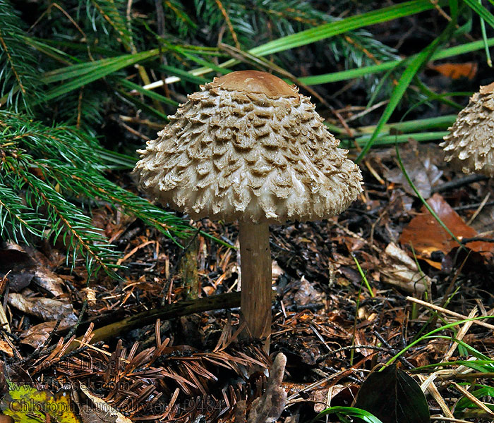 Bedla šedohnědá Chlorophyllum olivieri