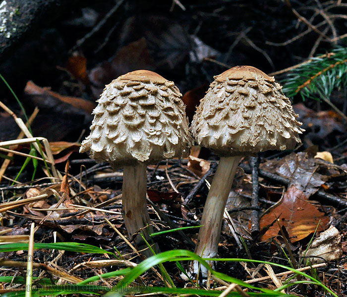 Olivbrauner Safranschirmling Akansieni Chlorophyllum olivieri