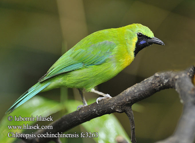 Chloropsis cochinchinensis Blue-winged Leafbird Sýkavka modrokřídlá žlutohlavá Blauflügel-Blattvogel Blåvinget Bladfugl Verdín Alas Azules Sinisiipilehvi Verdin tête jaune アオバネコノハドリ Blauwvleugel-bladvogel Zielenik blekitnoskrzydly นกเขียวก้านตองปีกสีฟ้า 蓝却叶鹎 Синекрылая листовка Verdino aliazzurre