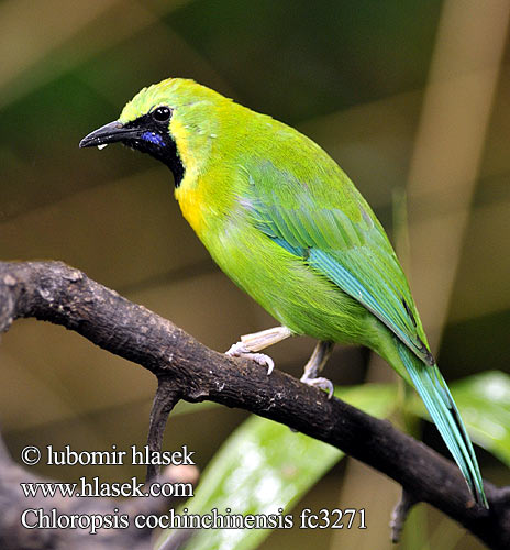 Sýkavka modrokřídlá žlutohlavá Blauflügel-Blattvogel Blåvinget Bladfugl Verdín Alas Azules Sinisiipilehvi Verdin tête jaune アオバネコノハドリ Blauwvleugel-bladvogel Zielenik blekitnoskrzydly นกเขียวก้านตองปีกสีฟ้า 蓝却叶鹎 Синекрылая листовка Verdino aliazzurre Chloropsis cochinchinensis Blue-winged Leafbird