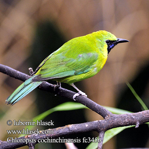 Verdín Alas Azules Sinisiipilehvi Verdin tête jaune アオバネコノハドリ Blauwvleugel-bladvogel Zielenik blekitnoskrzydly นกเขียวก้านตองปีกสีฟ้า 蓝却叶鹎 Синекрылая листовка Verdino aliazzurre Chloropsis cochinchinensis Blue-winged Leafbird Sýkavka modrokřídlá žlutohlavá Blauflügel-Blattvogel Blåvinget Bladfugl