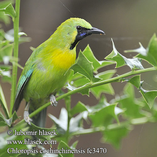 Blauwvleugel-bladvogel Zielenik blekitnoskrzydly นกเขียวก้านตองปีกสีฟ้า 蓝却叶鹎 Синекрылая листовка Verdino aliazzurre Chloropsis cochinchinensis Blue-winged Leafbird Sýkavka modrokřídlá žlutohlavá Blauflügel-Blattvogel Blåvinget Bladfugl Verdín Alas Azules Sinisiipilehvi Verdin tête jaune アオバネコノハドリ