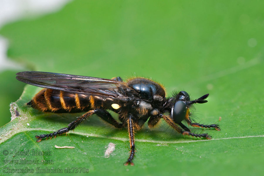 Choerades fimbriata