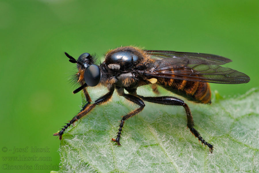 Choerades fimbriata