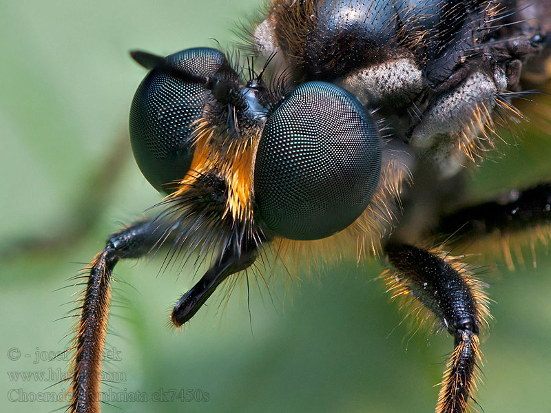 Choerades fimbriata