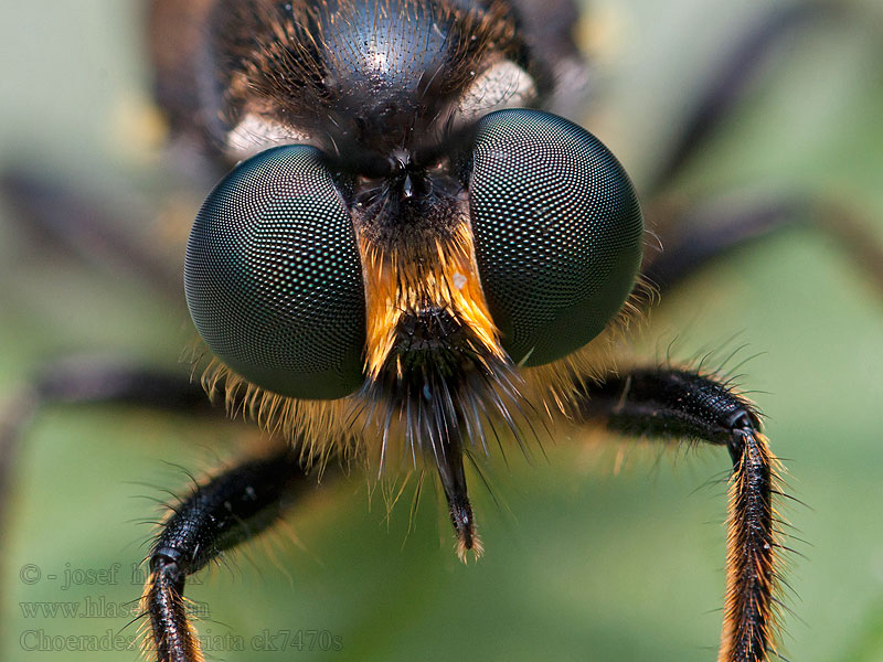 Choerades fimbriata