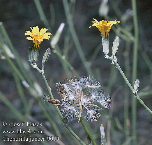 Chondrilla juncea radyk prutnat