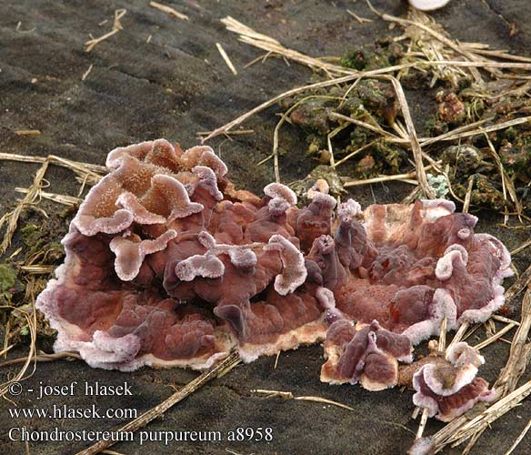 Chondrostereum purpureum a8958