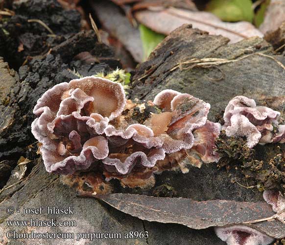 Violetter Knorpelschichtpilz ziarnoskórnik purpurowy