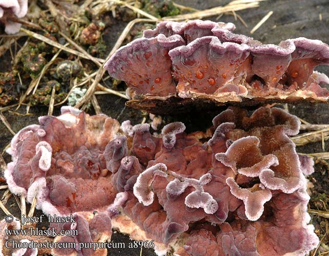 Pevník nachový Purpurskinn Auricularia persistens