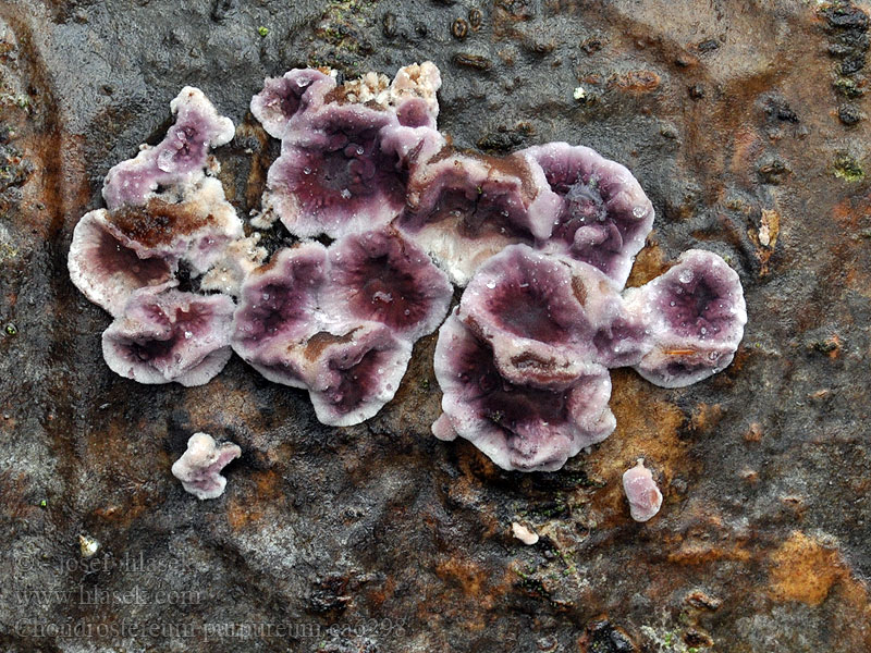 Purpur-lædersvamp Chondrostereum purpureum