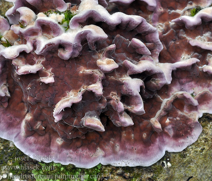 Paarse korstzwam Chondrostereum purpureum