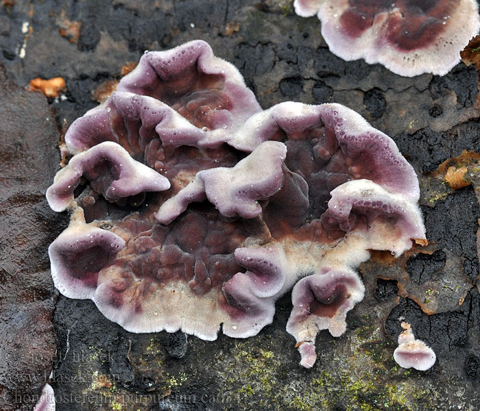 Violetter Knorpelschichtpilz Chondrostereum purpureum