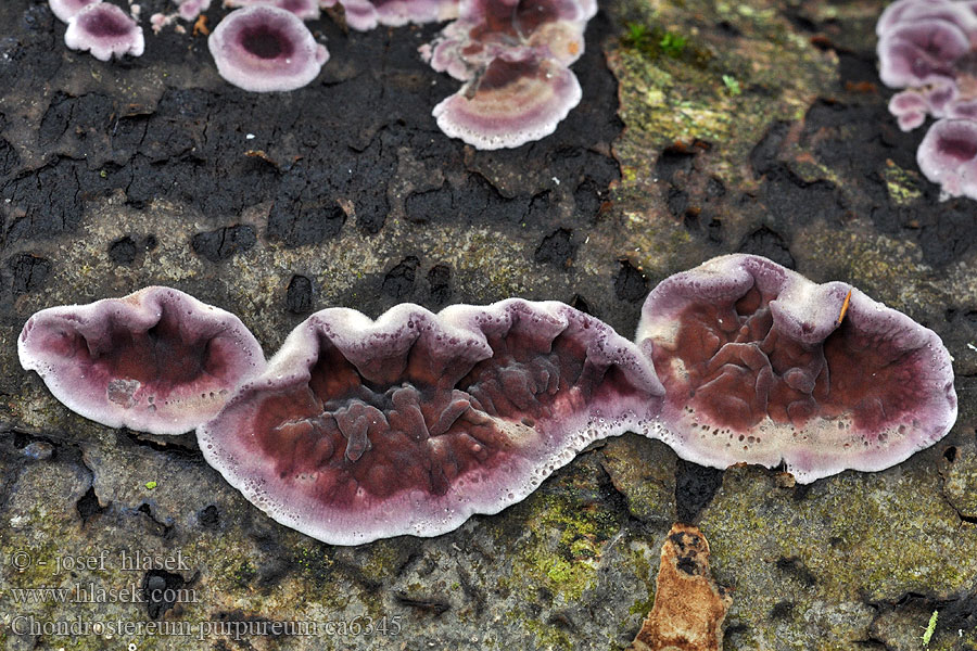 Ziarnoskórnik purpurowy Chondrostereum purpureum