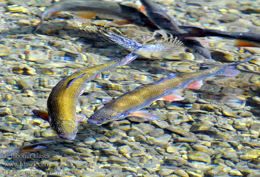 Chondrostoma nasus Common Nase Ostroretka stěhovavá severní