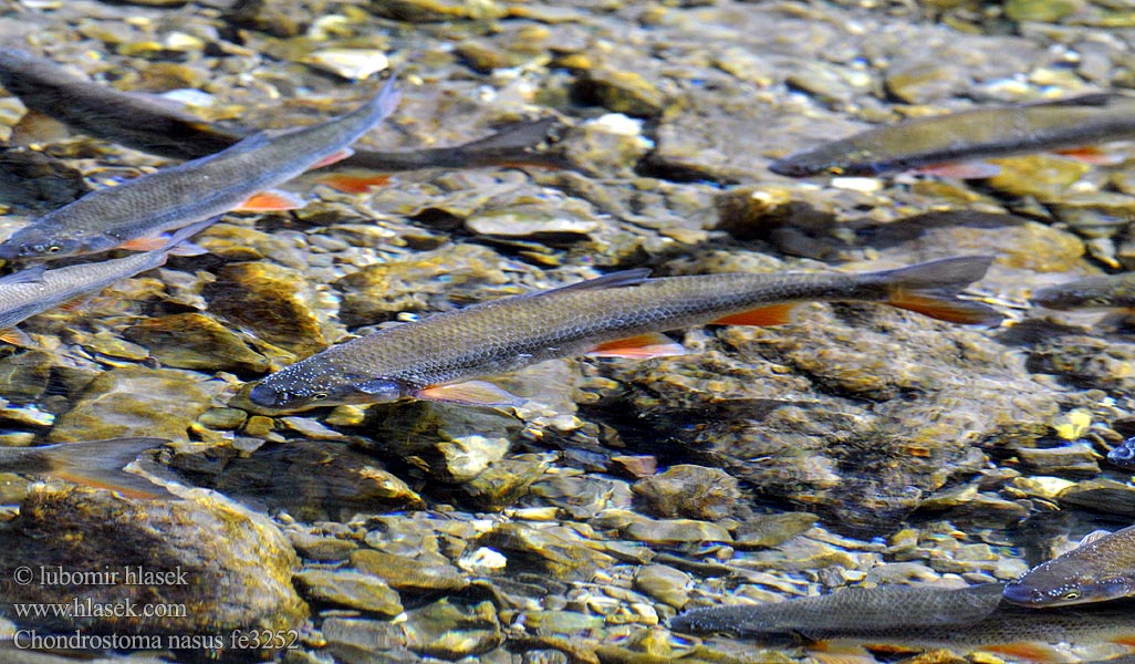 Chondrostoma nasus fe3252