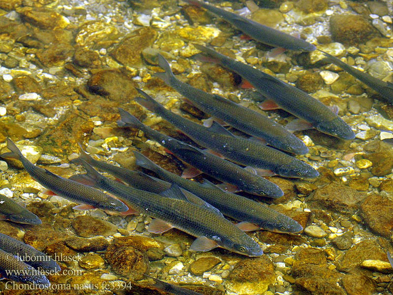 Podustva severná Chondrostoma nasus Common Nase