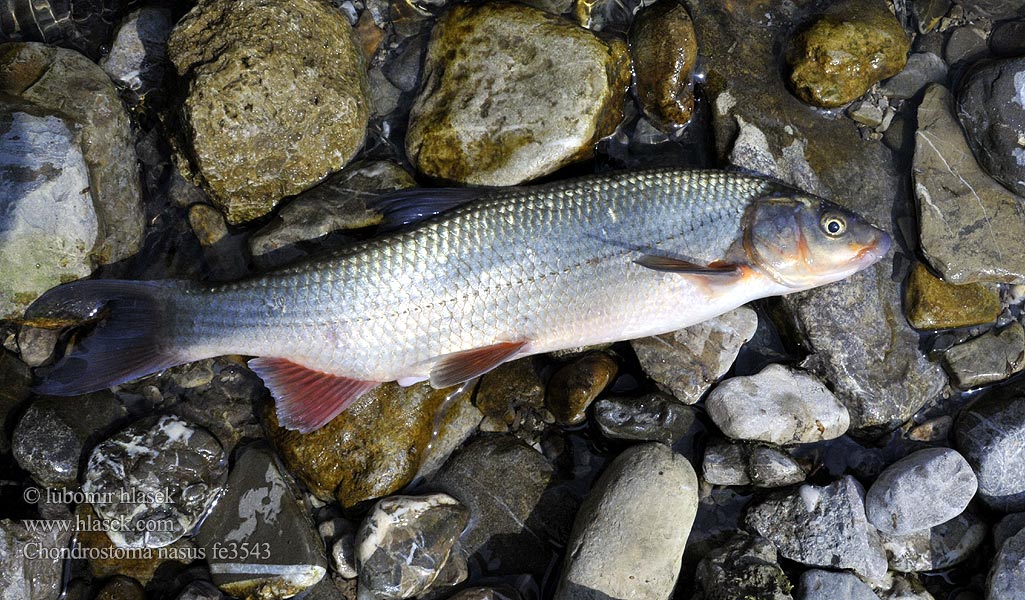 Paprastasis skersasnukis Paduc Sneep Scobar Пôдуства