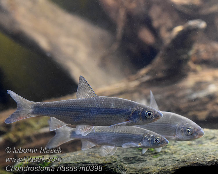 Chondrostoma nasus Ostroretka stěhovavá severní